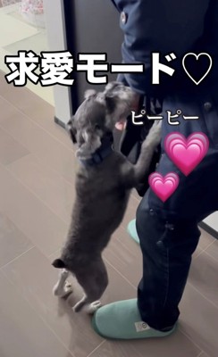 甘えながら飛びつく犬