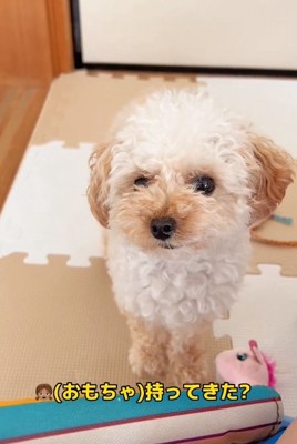 質問されるらなちゃん