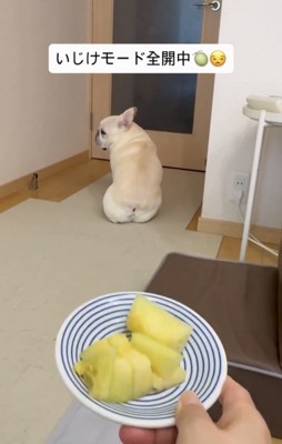 メロンを前に横目を向ける犬