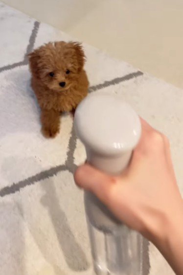 スプレーをかけてみたら…