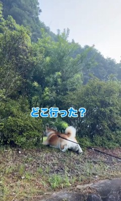 垣根の向こうを見る秋田犬