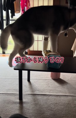 後ろ足を伸ばす大型犬