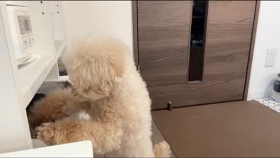 棚の中に前足を入れる犬