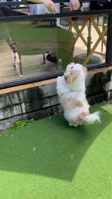 テラスで休憩する男性に向かって立ち上がる犬