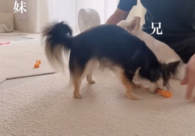 おもちゃをとられる兄犬
