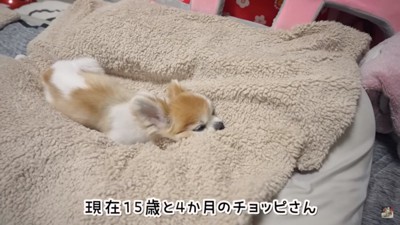 15歳4カ月のチョッピちゃん%歳4カ月のチョッピちゃん