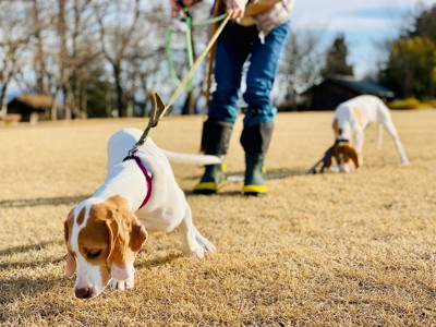 散歩中の2匹の犬