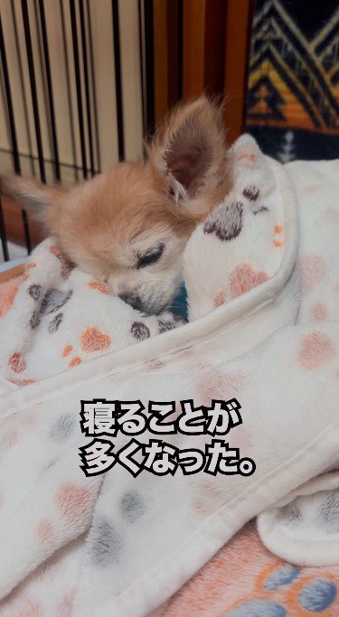 布にくるまれて眠る犬