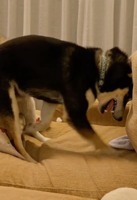 ソファを掘る柴犬