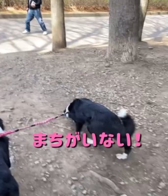走る犬