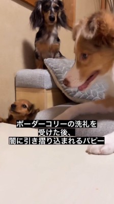足元にあった隙間に落下する子犬