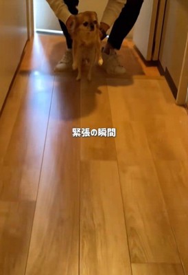 シアルちゃんを迎えた日3