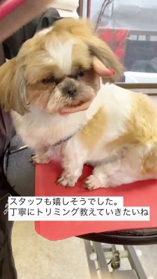 犬をブラッシングするトリマー
