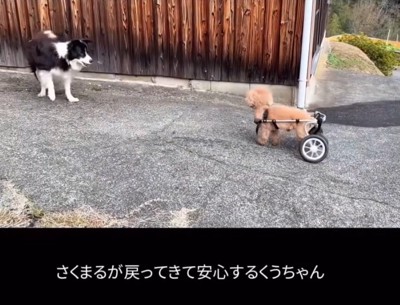 戻ってきた犬