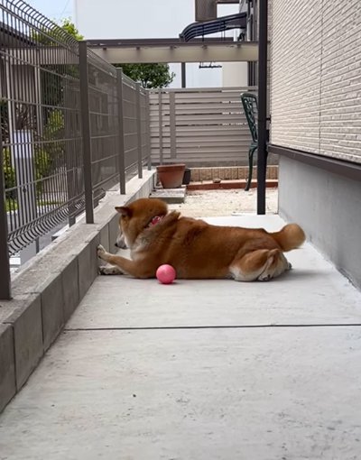 ボールを横に待つ犬