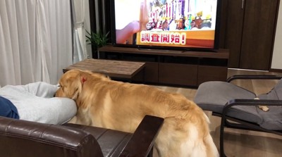 足の間に入る犬