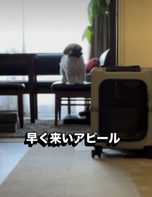 リビングで待つ犬