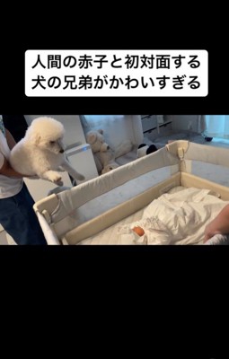 赤ちゃんと初対面するむう君＆める君7