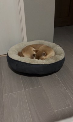 はむちゃんの寝落ち⑩