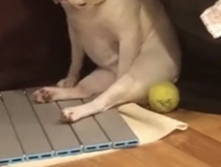 座椅子の後ろに座る犬