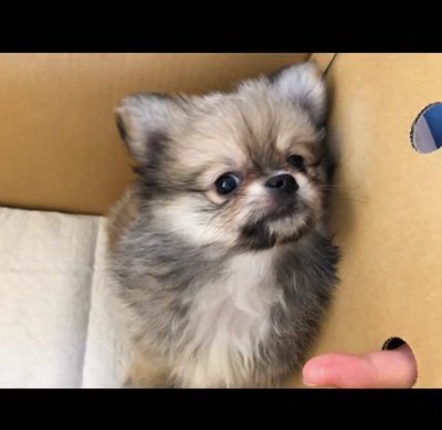 子犬のつくねくん