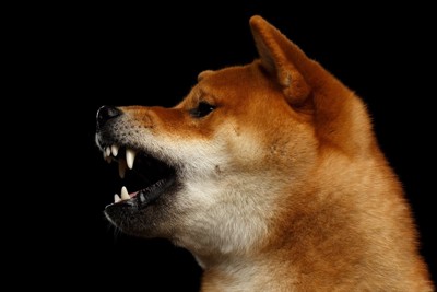 唸る柴犬の横顔