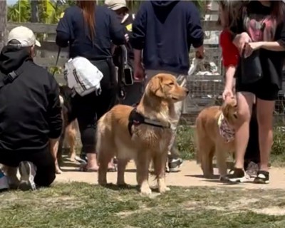 立ち尽くす犬