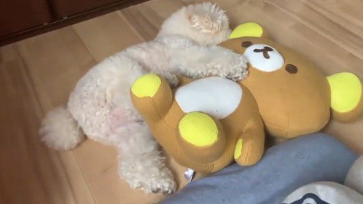 くまのぬいぐるみの上に後ろ足を乗せて眠る犬