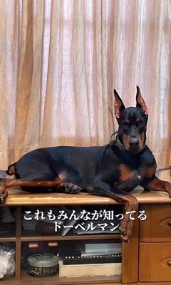 くつろぐ姿も貫禄たっぷり