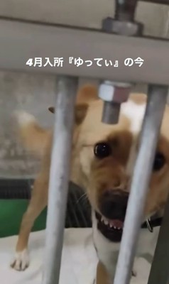 ゆってぃ君の変化