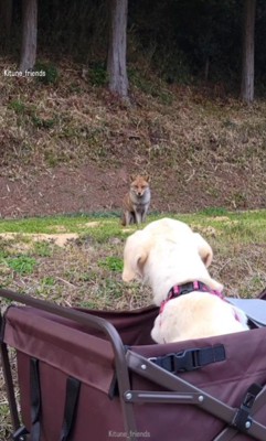 老犬になっても…