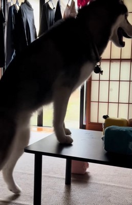 嬉しそうな大型犬