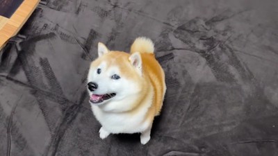 ぬくぬくのカーペット！！