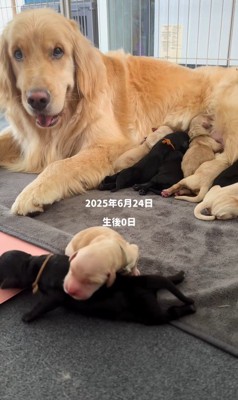 赤ちゃん犬たちの成長