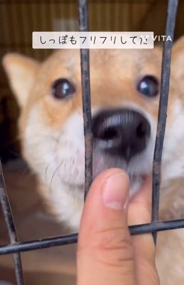 撫でられるキョロスケくん