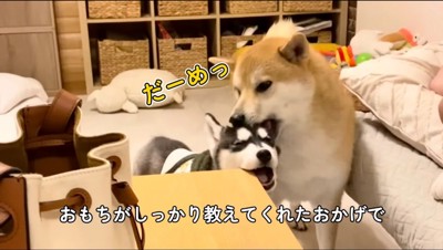 ハスキー犬の頭に甘噛みする柴犬