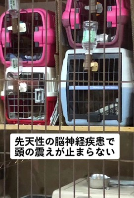 頭の震えが止まらない