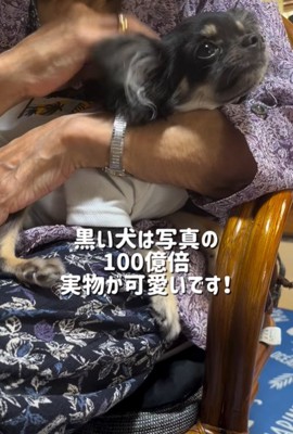 祖母に抱っこされる小型犬