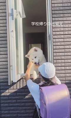 秋田犬のお見送りとお出迎え7
