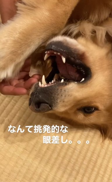 男性の手で遊ぶゴールデンレトリバー