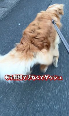 ピノくんとご夫婦の再会2