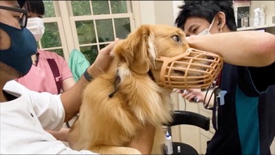 自分の耳の中を見ている獣医を横目で見る犬