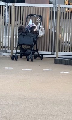 ドッグランでのジュプンちゃん6