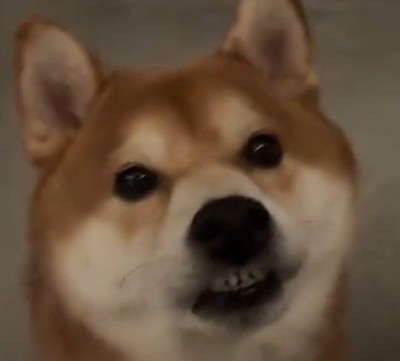 上の唇が歯にくっついて歯がむき出しになっている犬