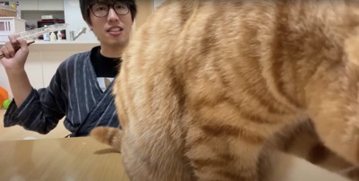 テーブルの上で飼い主にお尻を向ける猫