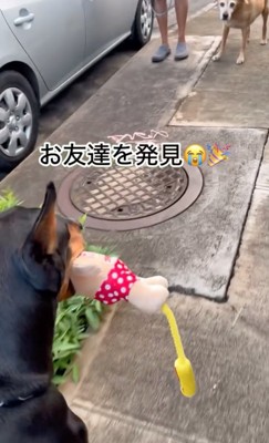 犬友と遭遇