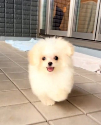 カメラに向かって笑顔で駆け寄る子犬