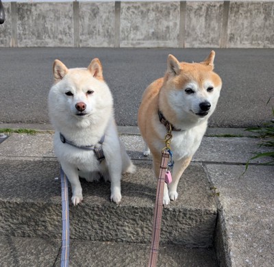 キリッ