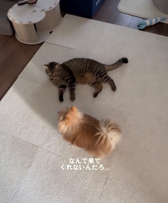 猫の正面で見つめる犬