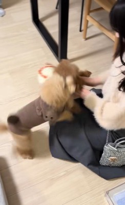 モコちゃんと飼い主さんの再会